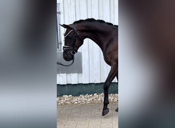 Baden-Wurtemberger, Caballo castrado, 4 años, 167 cm, Castaño oscuro