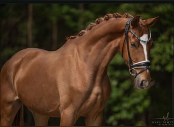 Baden-Wurtemberger, Caballo castrado, 4 años, 168 cm, Alazán