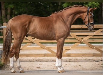 Baden-Wurtemberger, Caballo castrado, 4 años, 169 cm, Alazán