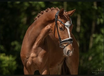 Baden-Wurtemberger, Caballo castrado, 4 años, 169 cm, Alazán