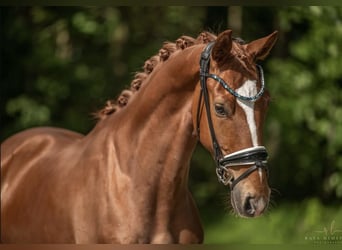 Baden-Wurtemberger, Caballo castrado, 4 años, 169 cm, Alazán