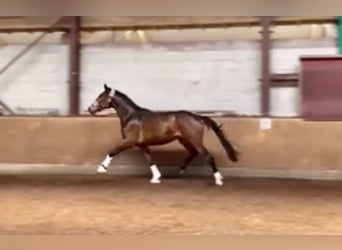 Baden-Wurtemberger, Caballo castrado, 4 años, 170 cm, Castaño