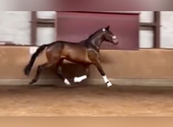 Baden-Wurtemberger, Caballo castrado, 4 años, 170 cm, Castaño