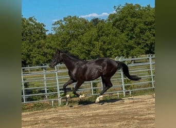 Baden-Wurtemberger, Caballo castrado, 4 años, 170 cm, Negro