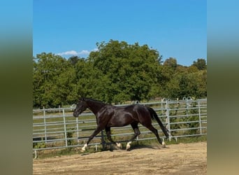 Baden-Wurtemberger, Caballo castrado, 4 años, 170 cm, Negro