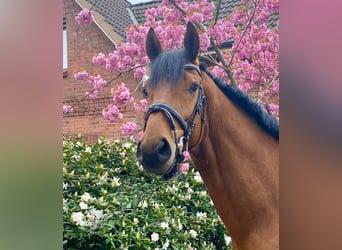 Baden-Wurtemberger, Caballo castrado, 4 años, 175 cm, Castaño