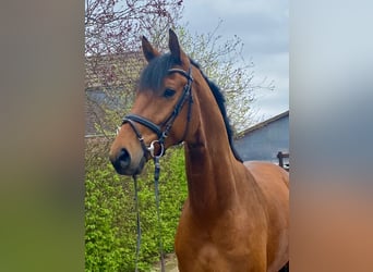 Baden-Wurtemberger, Caballo castrado, 4 años, 175 cm, Castaño