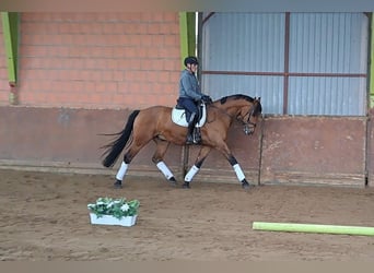 Baden-Wurtemberger, Caballo castrado, 4 años, 175 cm, Castaño