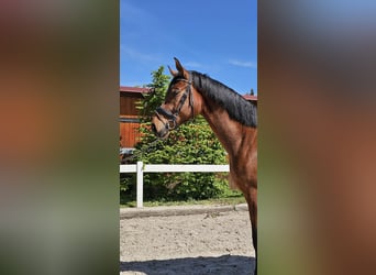 Baden-Wurtemberger, Caballo castrado, 4 años, 178 cm, Castaño