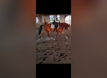 Baden-Wurtemberger, Caballo castrado, 5 años, 162 cm, Castaño