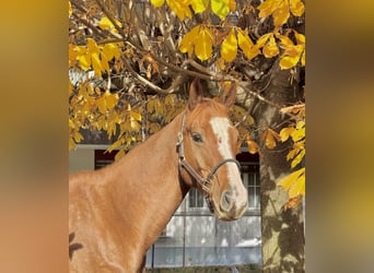 Baden-Wurtemberger, Caballo castrado, 5 años, 165 cm