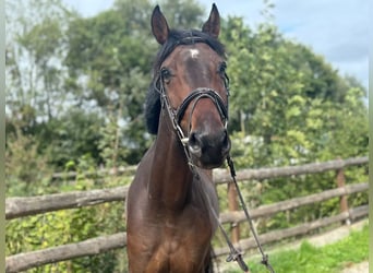 Baden-Wurtemberger, Caballo castrado, 5 años, 166 cm, Castaño oscuro