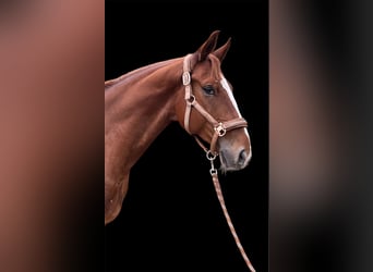 Baden-Wurtemberger, Caballo castrado, 5 años, 168 cm, Alazán
