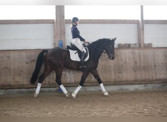 Baden-Wurtemberger, Caballo castrado, 5 años, 168 cm, Castaño oscuro