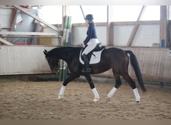 Baden-Wurtemberger, Caballo castrado, 5 años, 168 cm, Castaño oscuro