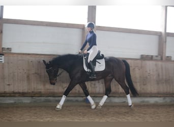 Baden-Wurtemberger, Caballo castrado, 5 años, 168 cm, Castaño oscuro