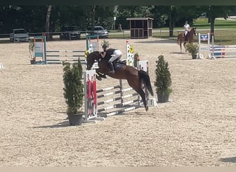 Baden-Wurtemberger, Caballo castrado, 5 años, 168 cm, Castaño oscuro