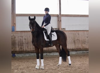 Baden-Wurtemberger, Caballo castrado, 5 años, 168 cm, Castaño oscuro