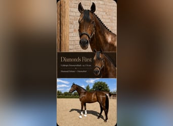 Baden-Wurtemberger, Caballo castrado, 5 años, 174 cm, Castaño oscuro