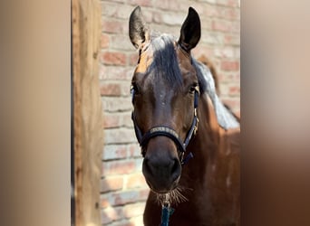 Baden-Wurtemberger, Caballo castrado, 5 años, 174 cm, Castaño oscuro