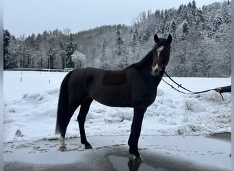 Baden-Wurtemberger, Caballo castrado, 5 años, Castaño oscuro