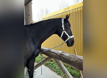 Baden-Wurtemberger, Caballo castrado, 6 años, 175 cm