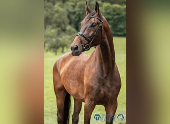 Baden-Wurtemberger, Caballo castrado, 6 años, 180 cm, Castaño