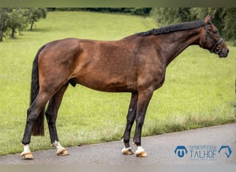 Baden-Wurtemberger, Caballo castrado, 6 años, 180 cm, Castaño