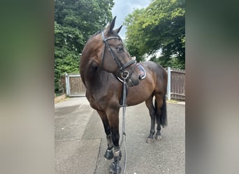 Baden-Wurtemberger, Caballo castrado, 7 años, 168 cm, Castaño oscuro