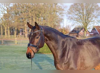Baden-Wurtemberger, Caballo castrado, 7 años, 169 cm, Castaño
