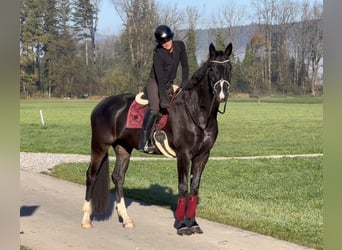 Baden-Wurtemberger, Caballo castrado, 7 años, 173 cm, Negro