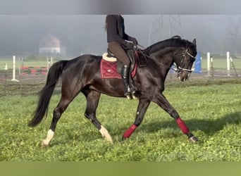 Baden-Wurtemberger, Caballo castrado, 7 años, 173 cm, Negro