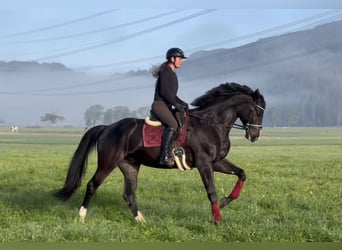 Baden-Wurtemberger, Caballo castrado, 7 años, 173 cm, Negro