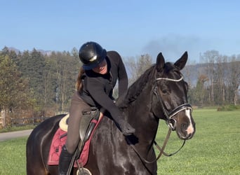 Baden-Wurtemberger, Caballo castrado, 7 años, 173 cm, Negro