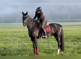 Baden-Wurtemberger, Caballo castrado, 7 años, 173 cm, Negro