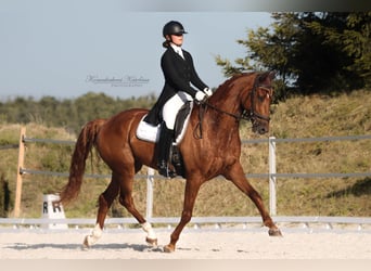 Baden-Wurtemberger, Caballo castrado, 7 años, 175 cm, Alazán-tostado