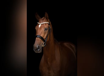 Baden-Wurtemberger, Caballo castrado, 7 años, 175 cm, Alazán-tostado