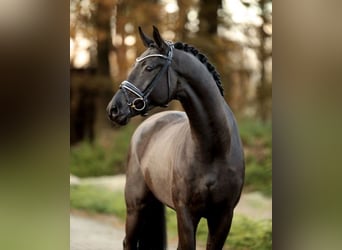 Baden-Wurtemberger, Caballo castrado, 7 años, 175 cm