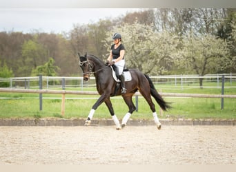 Baden-Wurtemberger, Caballo castrado, 7 años, 179 cm, Castaño oscuro