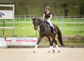 Baden-Wurtemberger, Caballo castrado, 7 años, 179 cm, Castaño oscuro