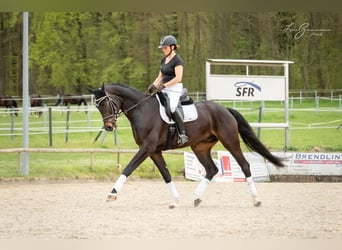 Baden-Wurtemberger, Caballo castrado, 7 años, 179 cm, Castaño oscuro
