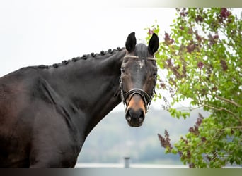 Baden-Wurtemberger, Caballo castrado, 7 años, 179 cm, Castaño oscuro