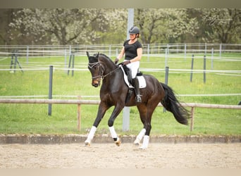 Baden-Wurtemberger, Caballo castrado, 7 años, 179 cm, Castaño oscuro