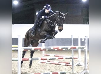 Baden-Wurtemberger, Caballo castrado, 8 años, 167 cm, Castaño oscuro