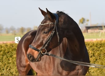 Baden-Wurtemberger, Caballo castrado, 8 años, 167 cm, Castaño oscuro