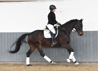 Baden-Wurtemberger, Caballo castrado, 8 años, 167 cm, Castaño oscuro