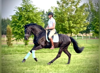 Baden-Wurtemberger, Caballo castrado, 8 años, 168 cm, Negro