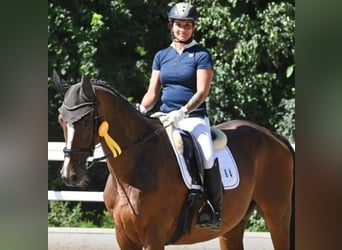 Baden-Wurtemberger, Caballo castrado, 8 años, 172 cm