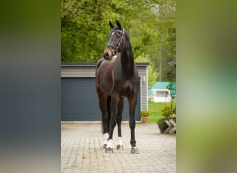Baden-Wurtemberger, Caballo castrado, 8 años, 179 cm, Castaño oscuro
