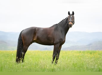 Baden-Wurtemberger, Caballo castrado, 8 años, 179 cm, Castaño oscuro